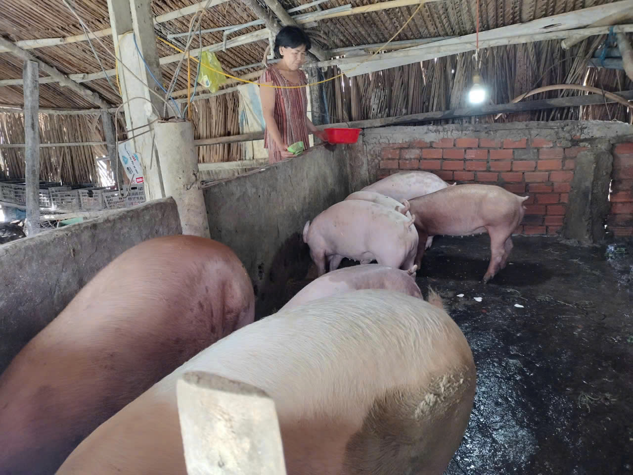 PHÁT TRIỂN MÔ HÌNH NUÔI HEO TỪ VỐN GIẢM NGHÈO