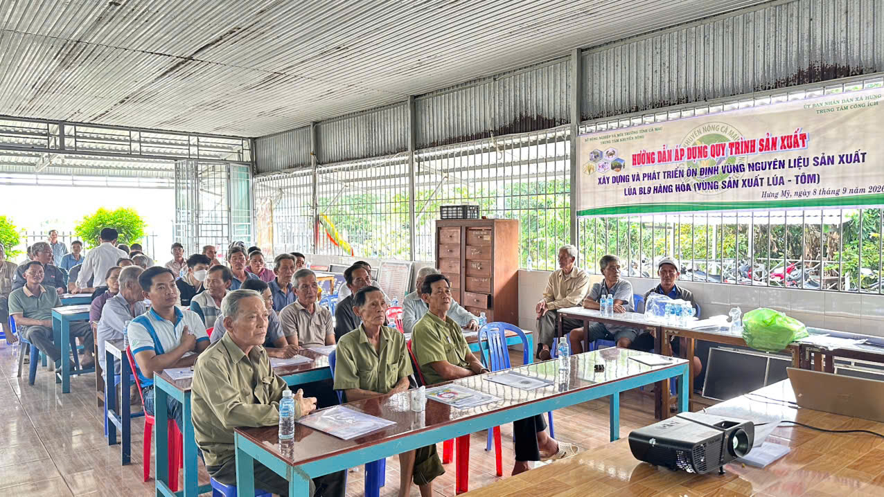 HƯNG MỸ CHUẨN BỊ CANH TÁC 50 HA LÚA BL9 TRÊN ĐẤT NUÔI TÔM