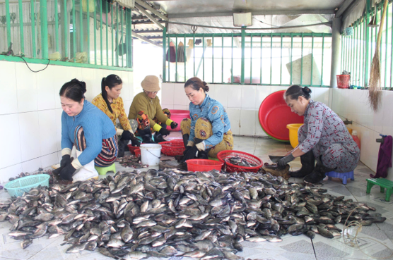 SẢN PHẨM OCOP CHẢ CÁ PHI CÁT TƯỜNG HƯƠNG VỊ QUÊ NHÀ VƯƠN XA 