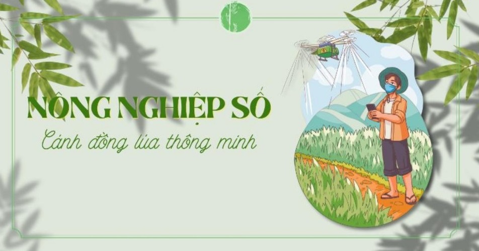 Nông nghiệp số: Cánh đồng lúa thông minh