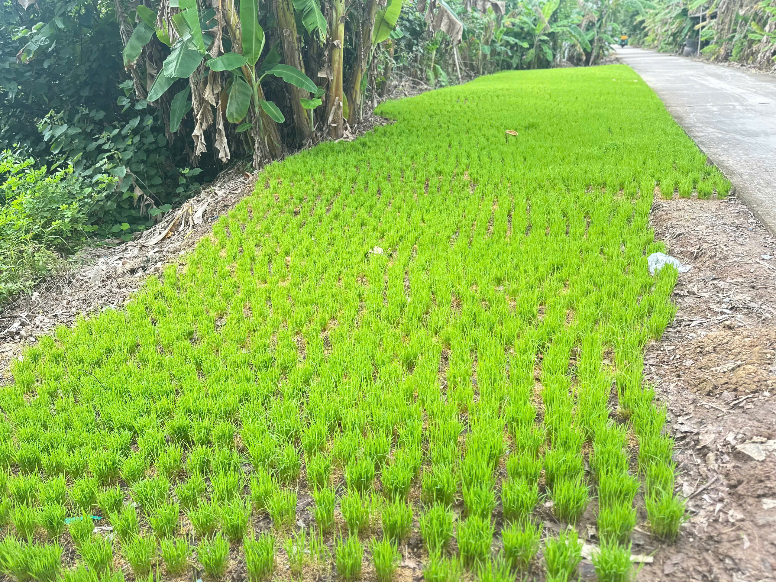 NÔNG DÂN XÃ KHÁNH AN SẴN SÀNG XUỐNG GIỐNG VỤ LÚA – TÔM