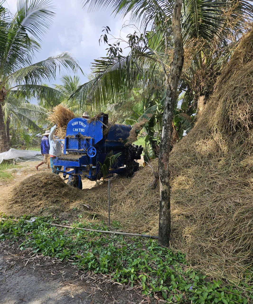 BÀ CON NHÂN DÂN ẤP THỌ MAI THU HOẠCH LÚA THEO MÔ HÌNH TRỒNG LÚA TRÊN ĐẤT NUÔI TÔM