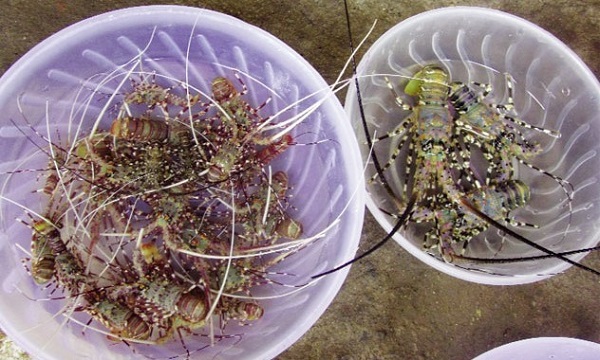 Ngăn chặn nhập lậu, buôn bán, vận chuyển tôm hùm giống