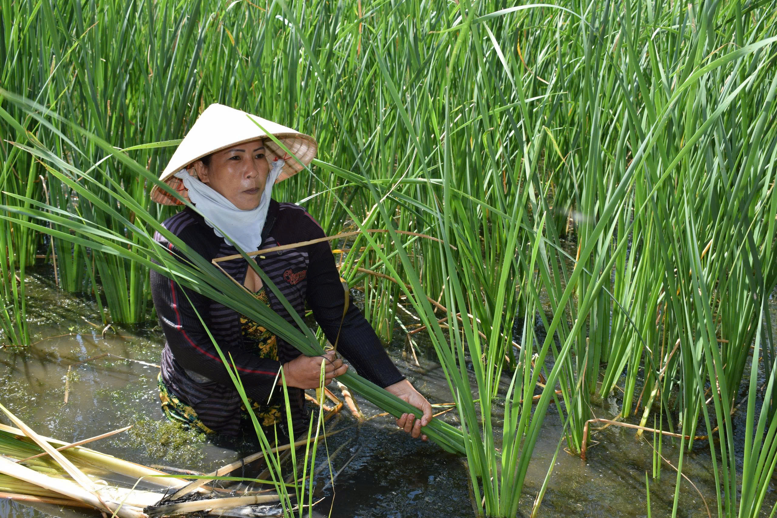 anh tin bai