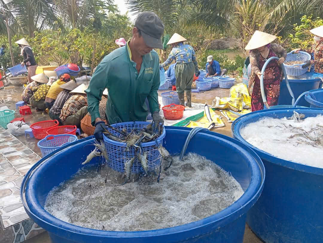 Xã Vĩnh Lộc tập trung triển khai đồng bộ các giải pháp phát triển sản xuất đối với ngành hàng tôm, lúa