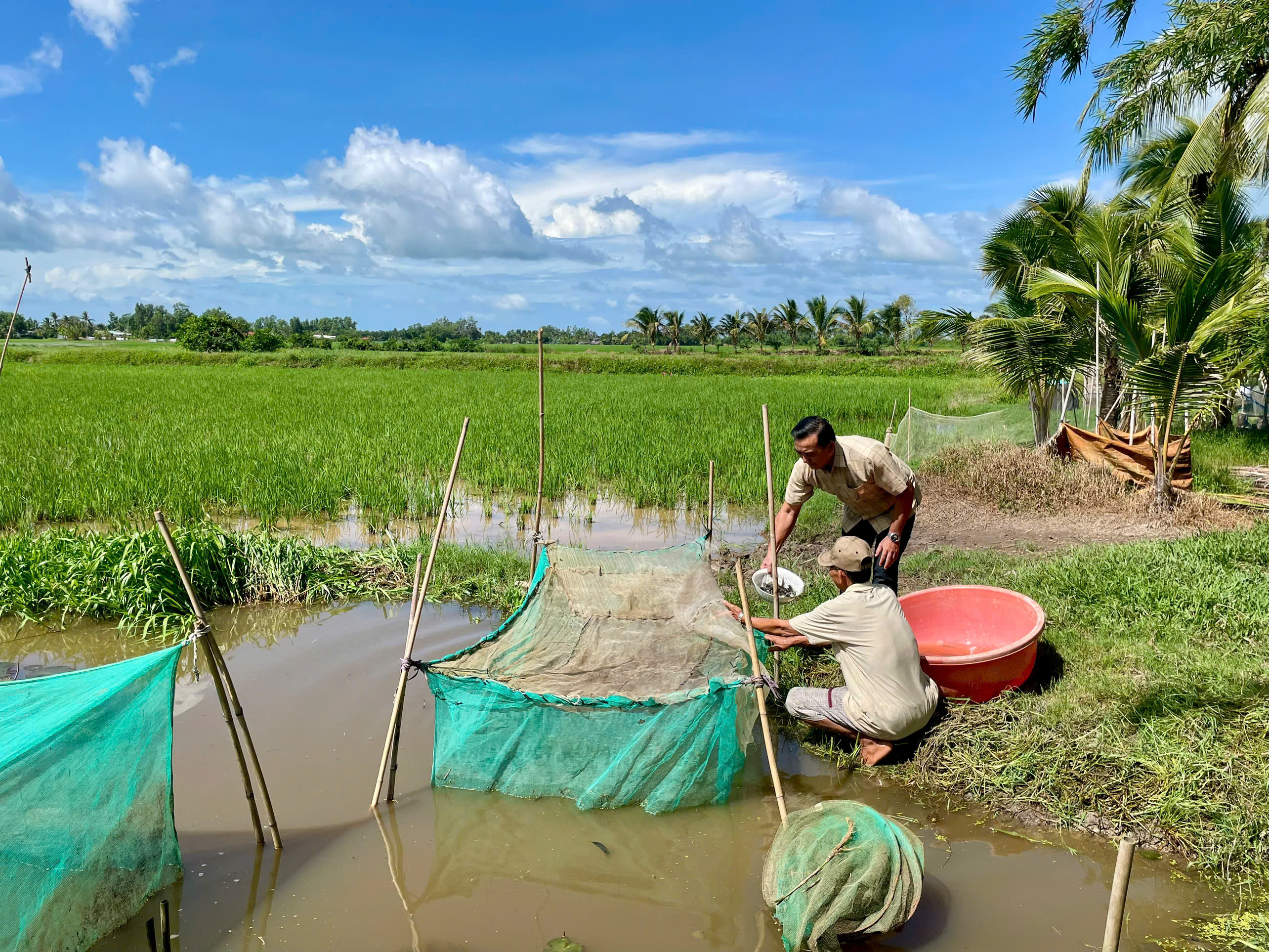 RA MẮT TỔ NHÂN DÂN TỰ QUẢN VỀ ANTT VÀ TRIỂN KHAI MÔ HÌNH NUÔI THỦY SẢN NƯỚC NGỌT TRÊN ĐẤT LÚA